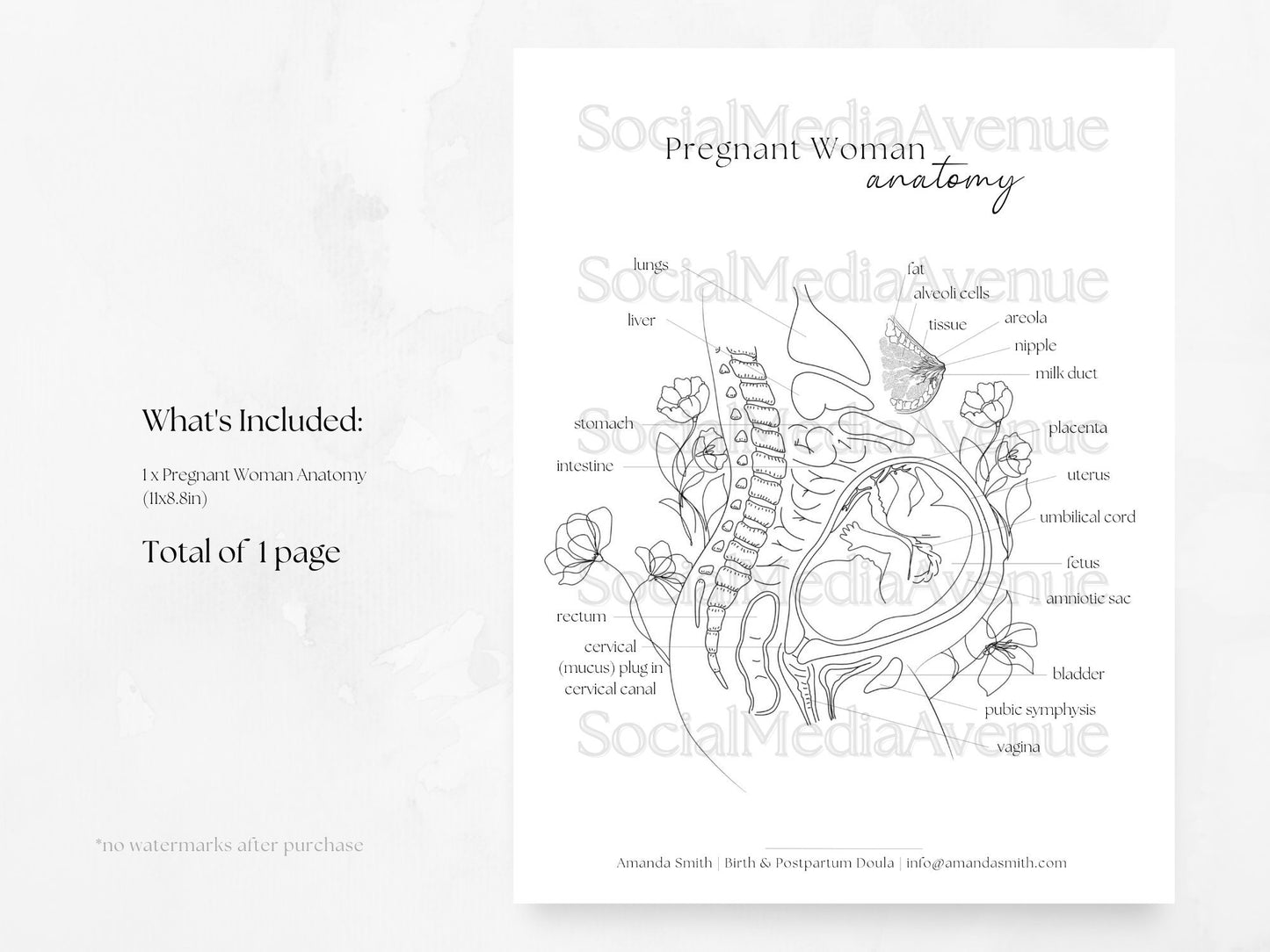 Pregnant Woman Anatomy, Printable