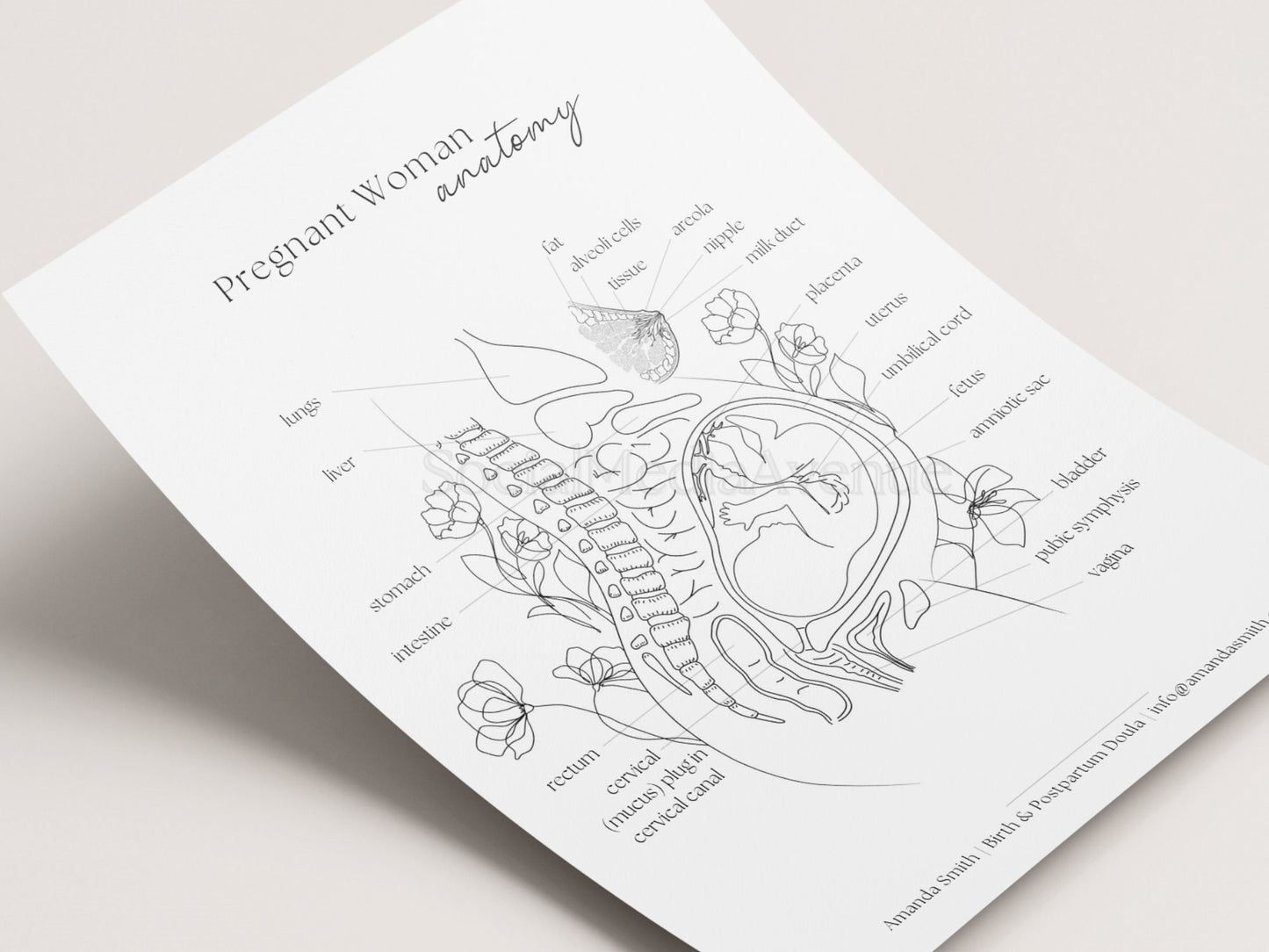 Pregnant Woman Anatomy, Printable