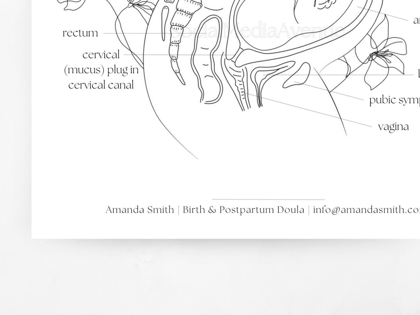 Pregnant Woman Anatomy, Printable