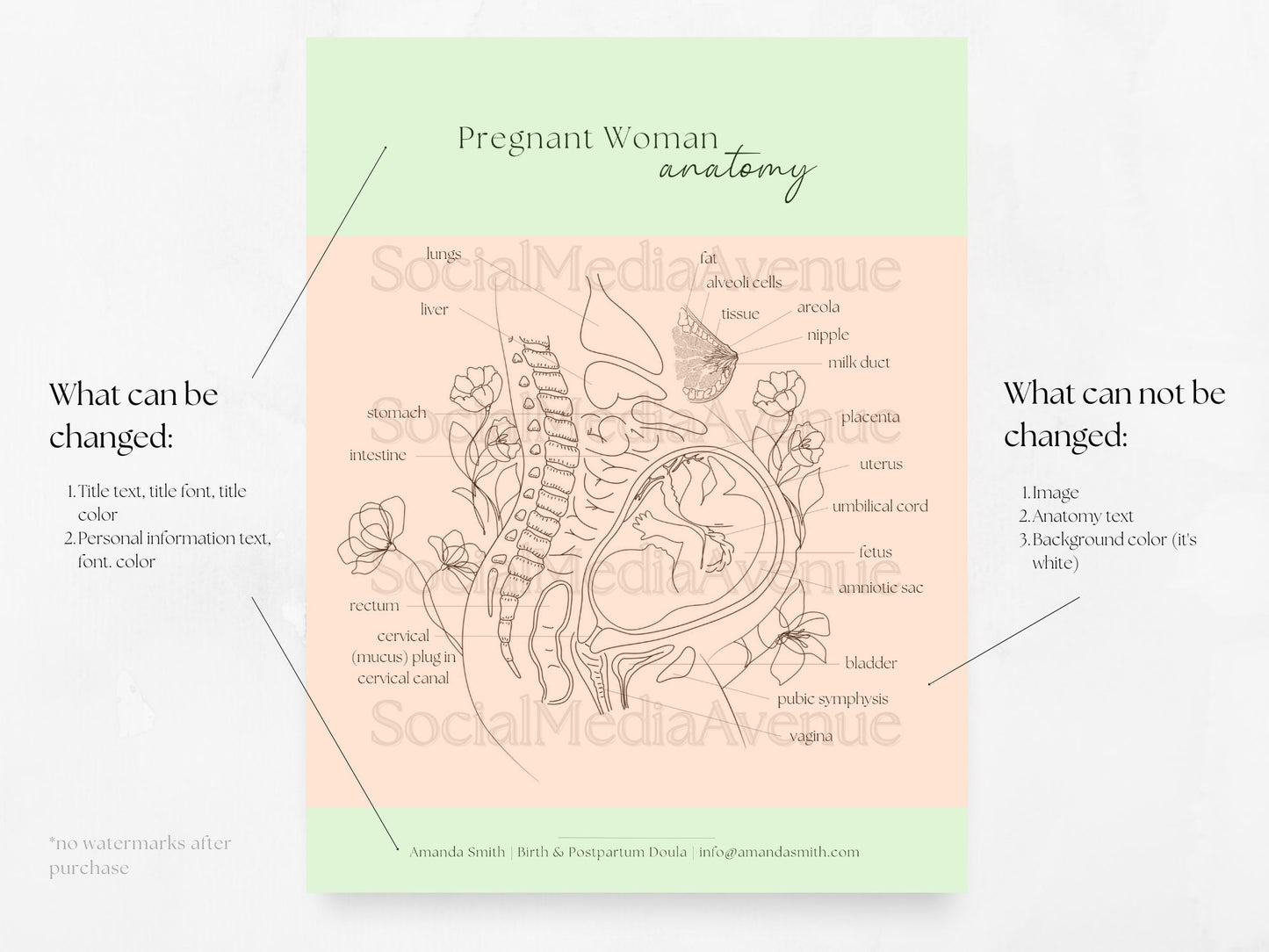 Pregnant Woman Anatomy, Printable